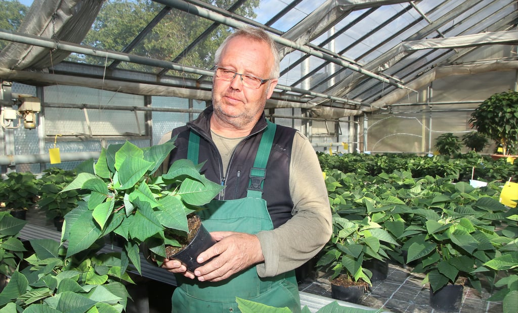 Klaus Wüstling mit einem Weihnachtsstern in der Hand in seinem Gewächshaus. Die typischen Blütenblätter bilden die Pflanzen übrigens nur aus, wenn sie auch nachts sehr warm stehen. Rund 18 Grad Celsius benötigen sie dafür. Das bedeutet für den Betrieb, die Heizung muss demnächst angestellt werden.
