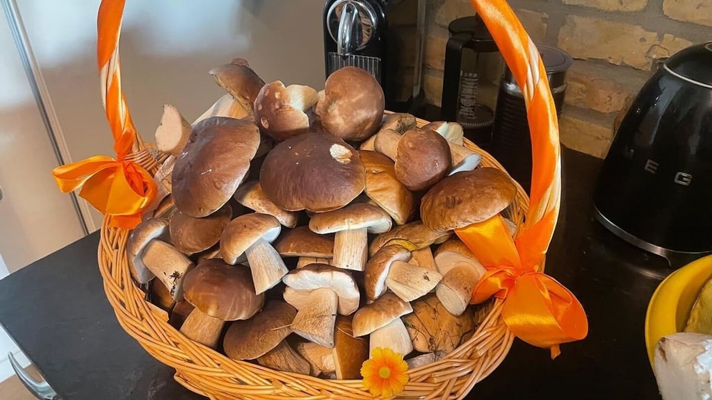 Zahlreiche Pilze liegen in dem Korb eines Pilzsammlers.