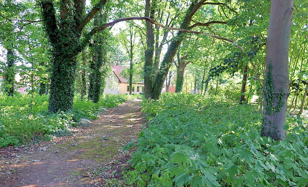Auf dem Friedhof in Immekath ist Baum- und Strauchschnitt fällig, meint der Ortschaftsrat.