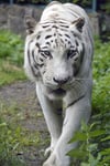 Karim, der letzte weiße Tiger von Aschersleben, ist tot. Am Dienstag wurde er eingeschläfert.