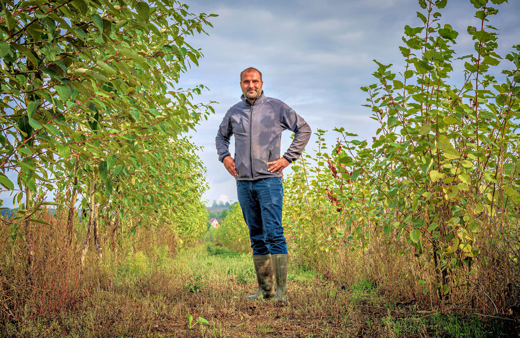 Mit Pappelreihen wie diesen will  Landwirt Florian Uherek auf seinem Feld bei Plotha-Teuchern (Burgenlandkreis)  den Folgen des Klimawandels trotzen.  