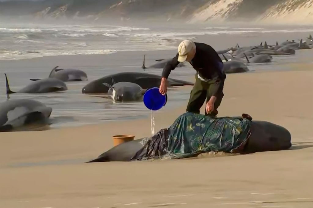 Ein Retter gießt Wasser auf einen gestrandeten Wal am Ocean Beach in der Nähe von Strahan, Australien. Mehr als 200 Wale sind an der Westküste Tasmaniens gestrandet.