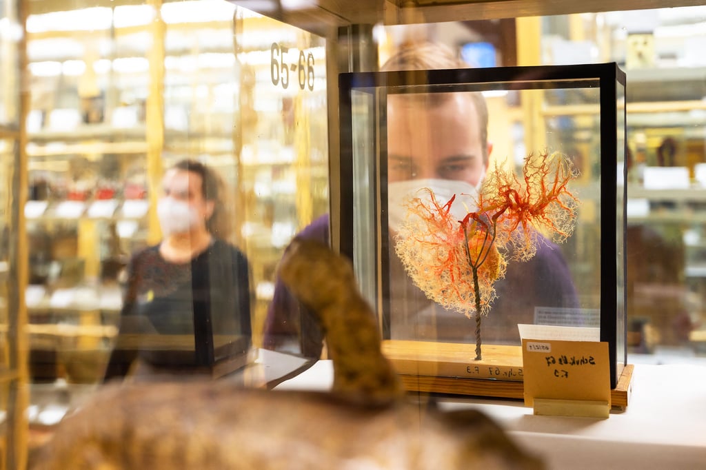 Was aussieht wie ein kleiner Baum ist in Wahrheit ein Präparat der Leber mit ihren Arterien und Gallengängen.