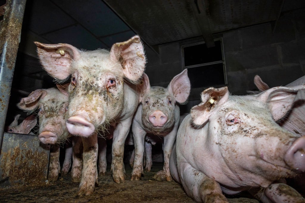 Dem Deutschen Tierschutzbüro e.V. liegt aus sieben Westfleisch-Zulieferbetrieben erschreckendes Bildmaterial vor.