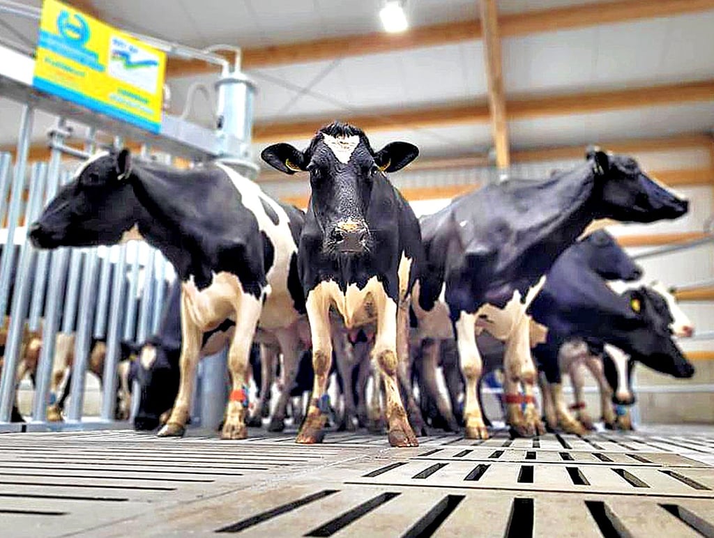 Zaghaft, aber neugierig erkunden die ersten der 470 Kühe des Betriebes in Grabo die neue Melkanlage.