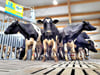 Zaghaft, aber neugierig erkunden die ersten der 470 Kühe des Betriebes in Grabo die  neue Melkanlage. 