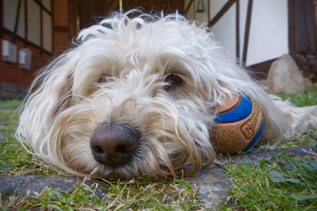 Mila: Der Ball gehört mir.