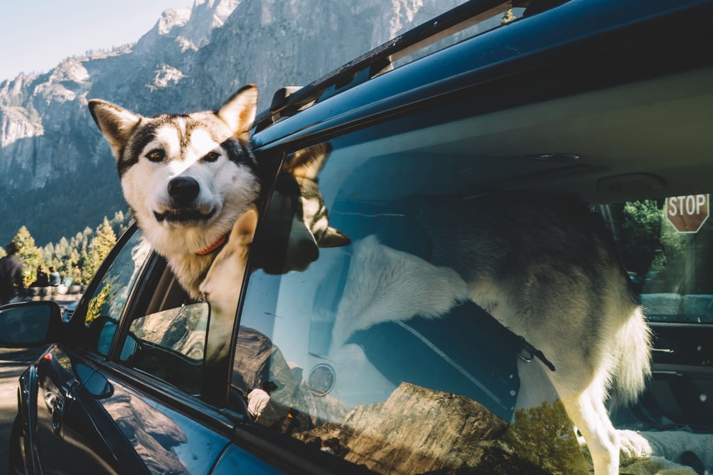 Bei der Wahl des Reiseziels sollten Rasse, Alter und Bewegungsdrang des Hundes berücksichtigt werden.