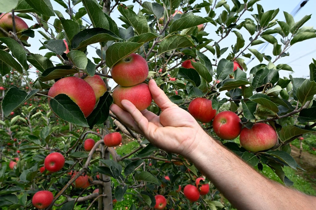 Zahlreiche Unternehmen in der Obst- und Gemüseproduktion sind auf Grund der steigenden Energiepreise in Gefahr.
