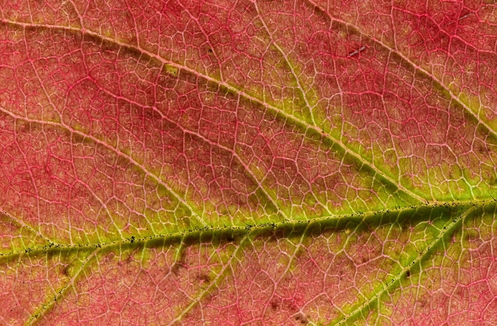 Die Sonne scheint durch ein herbstlich bunt gefärbtes Blatt einer Erdbeerpflanze.