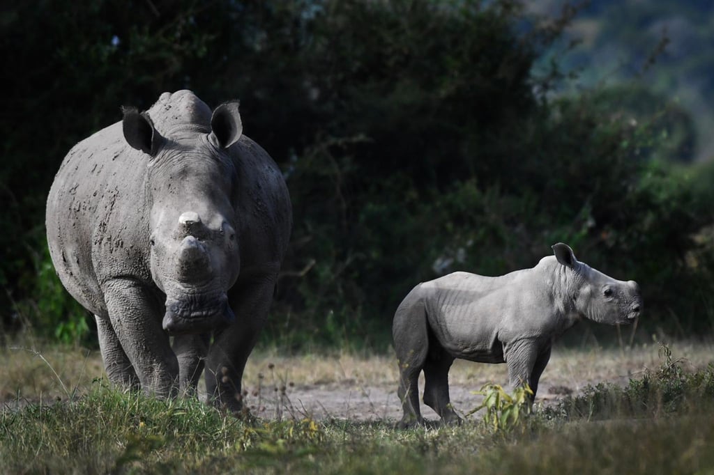 Nashorn-Nachwuchs im Akagera-Nationalpark in Ruanda.
