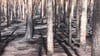 Verkohlte Bäume nach dem Waldbrand in Beelitz.