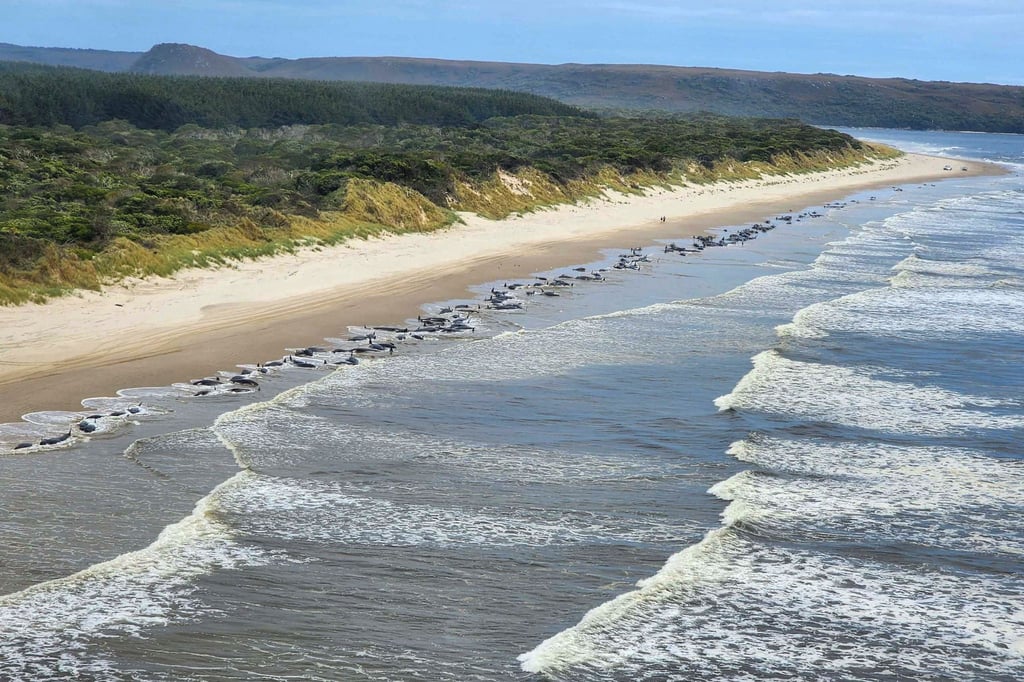 Hunderte Wale waren in der abgelegenen Macquarie-Bucht im Westen Tasmaniens gestrandet.