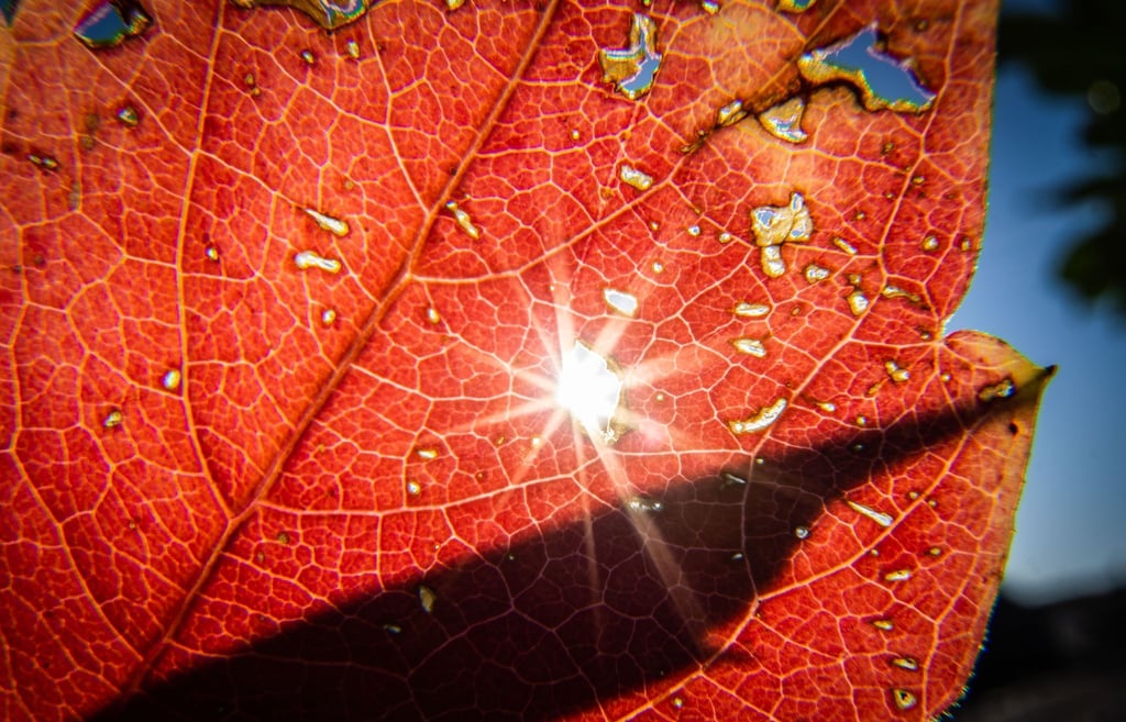 Die Sonne sendet ihr helles Licht durch ein herbstlich verfärbtes Blatt.