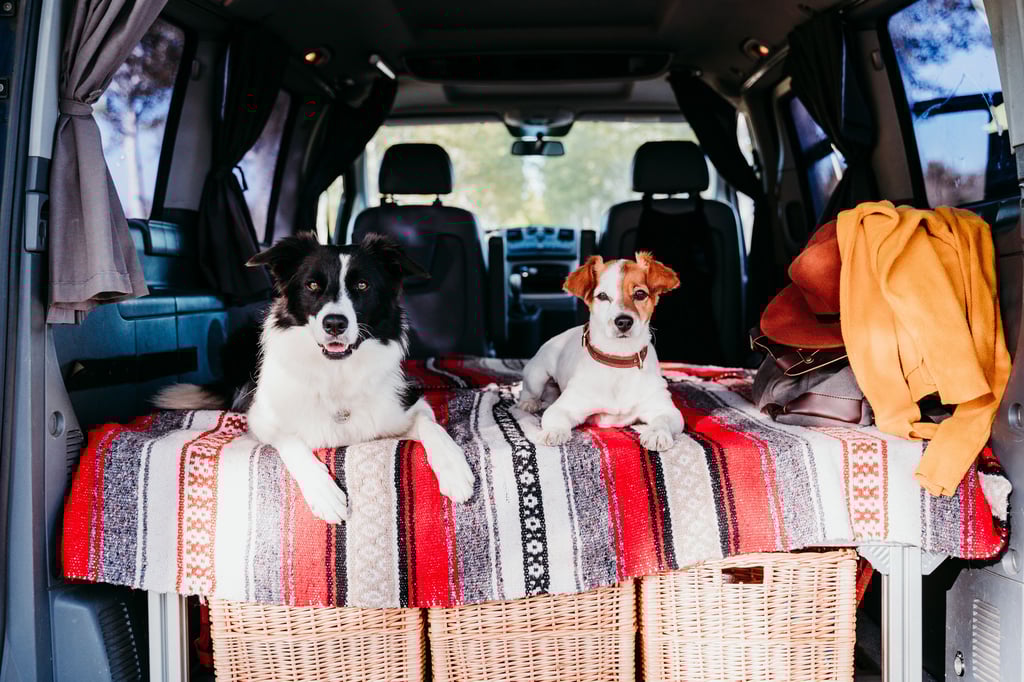 Vorteile einer Autoreise mit Hund: Regelmäßige Pausen für den Auslauf, Mitnahme von vertrauten Gegenständen und für mehr Bewegungsfreiraum während der Fahrt kann der Kofferraum genutzt werden.