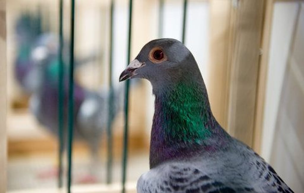 Auf einem Feld in Thüringen wurden dutzende tote Tauben entdeckt, offenbar waren es Brieftauben.