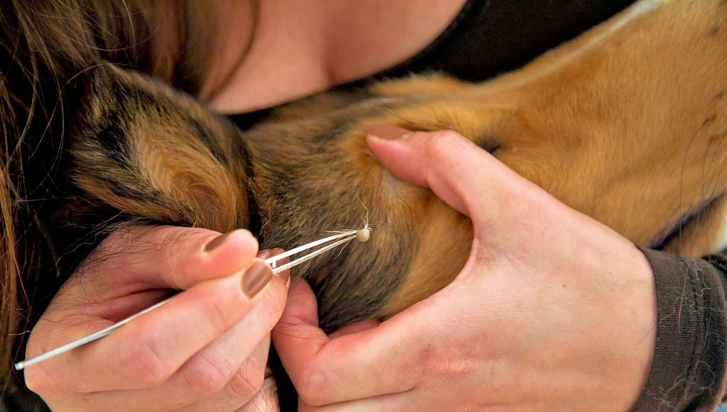 Zecken können die sogenannte Hunde-Malaria übertragen.