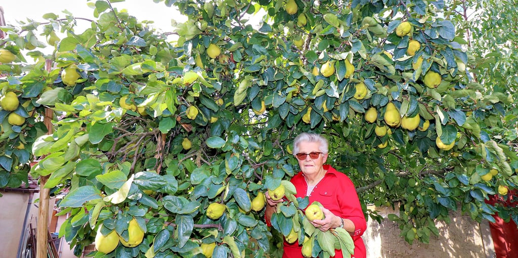 Eine Portugiesische Birnenquitte im Garten von Annette Lauterbach in Elster hängt voller Früchte.