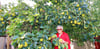 Eine Portugiesische Birnenquitte  im Garten von Annette Lauterbach in Elster hängt voller Früchte. 