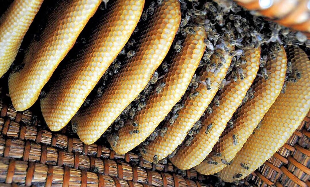 Im Korb auf dem Grundstück der Familie Ueckert haben die Honigbienen fleißig ihre Waben gebaut.