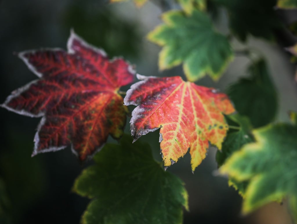 Die schönste Seite des Herbstes: Die Verfärbung der Blätter, etwa am Wein-Ahorn (Acer Circinatum).