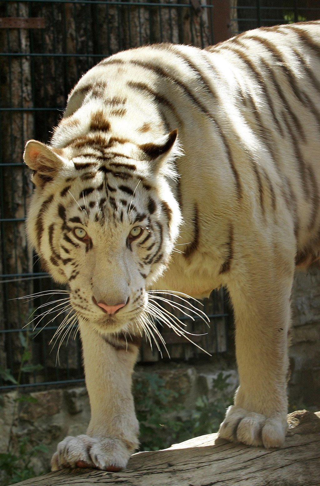 Lebensraum des weißen Tigers