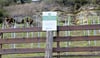 400 Rebstöcke der Sorte Cabernet Blanc sind im vergangenen Jahr in der Steillage am Langen Berg angepflanzt worden. 2023 sollen weitere 100 hinzukommen.