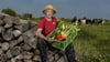Für Öko-Landwirt Klaus Feick sind die Biokisten ein wichtiges Standbein des Betriebs in Greifenhagen. 