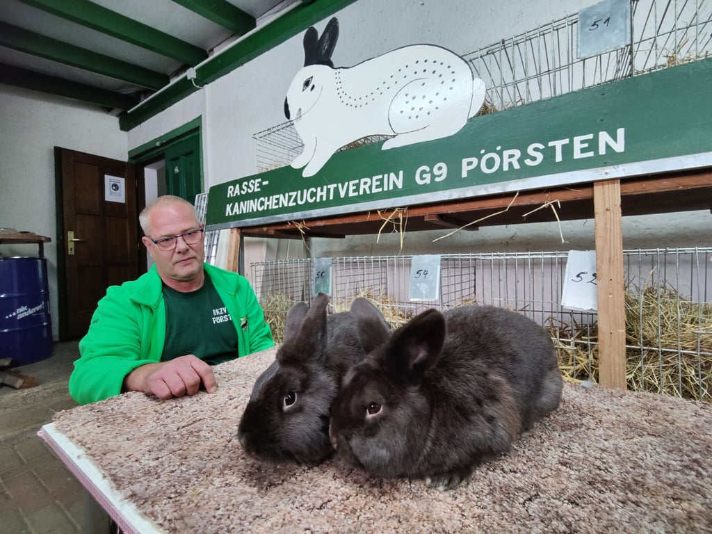 Richard Fenster, Vorsitzender des Rassekaninchenzuchtvereins Pörsten, mit seinen zwei Havannakaninchen im Vereinsheim am Sportplatz in Lösau (Dehlitz/Lützen). Hier findet am Samstag, 24. September, die Jubiläumsschau zum 25-jährigen Bestehen des Vereins statt.