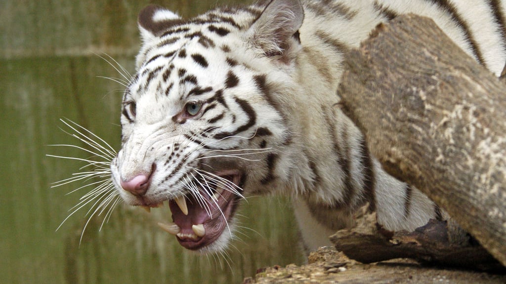Tiger Karim musste am Dienstag eingeschläfert werden.