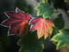 Die schönste Seite des Herbstes: Die Verfärbung der Blätter, etwa am Wein-Ahorn (Acer Circinatum).