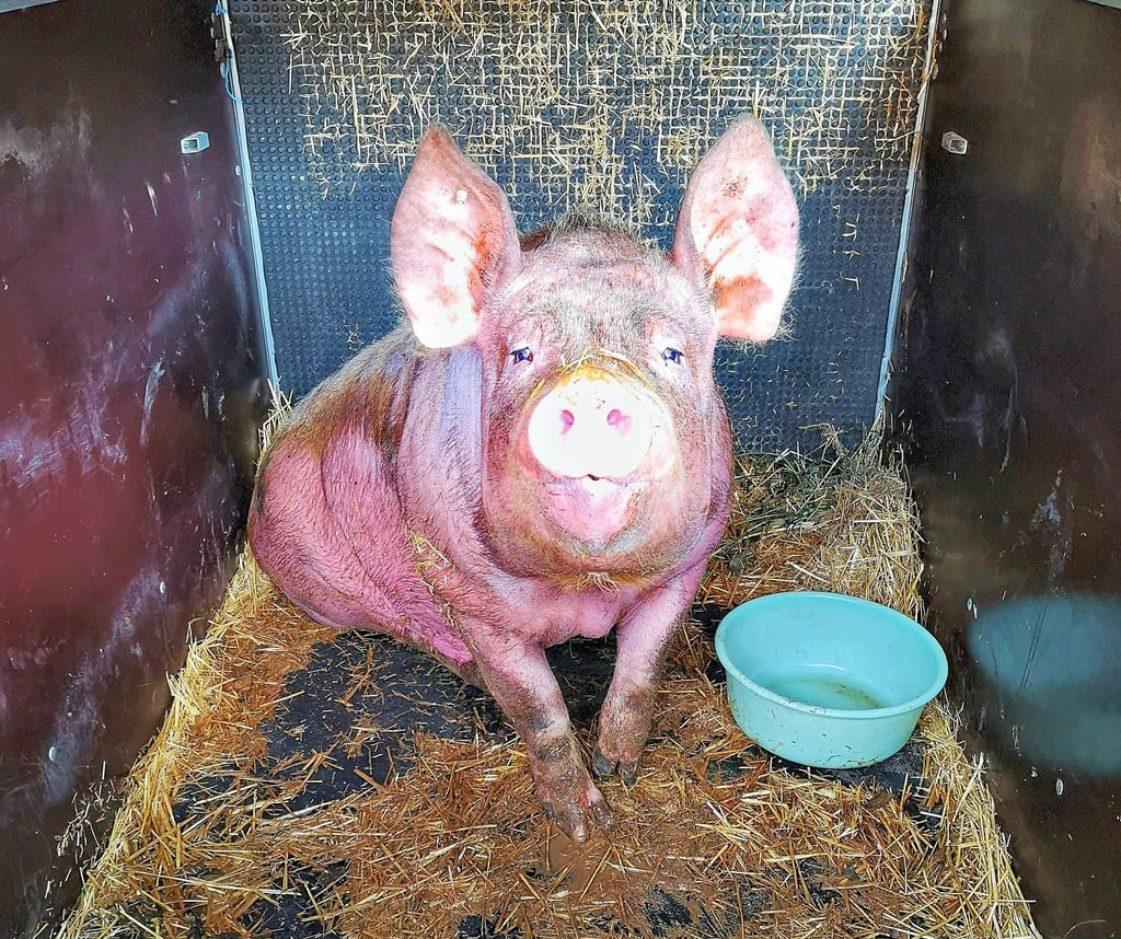 Schwein Annabelle aus Kuhlhausen darf weiterleben: Eine Frau rettete die Sau, bevor sie als Weihnachtsbraten auf jemandes Teller landen konnte.