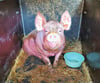 Schwein Annabelle aus Kuhlhausen darf weiterleben: Eine Frau rettete die Sau, bevor sie als Weihnachtsbraten auf jemandes Teller landen konnte. 