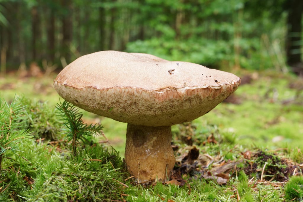 Der Gemeine Gallenröhrling (Tylopilus felleus) ist ungenießbar. Aufgrund des Schwammes wird er von Laien aber oft als essbarer Pilz falsch erkannt.