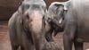 Erste Schritte im Kreise der Familie: der noch namenlose Elefantenjungbulle mit seiner Mutter Pantha und Großmutter Kewa.