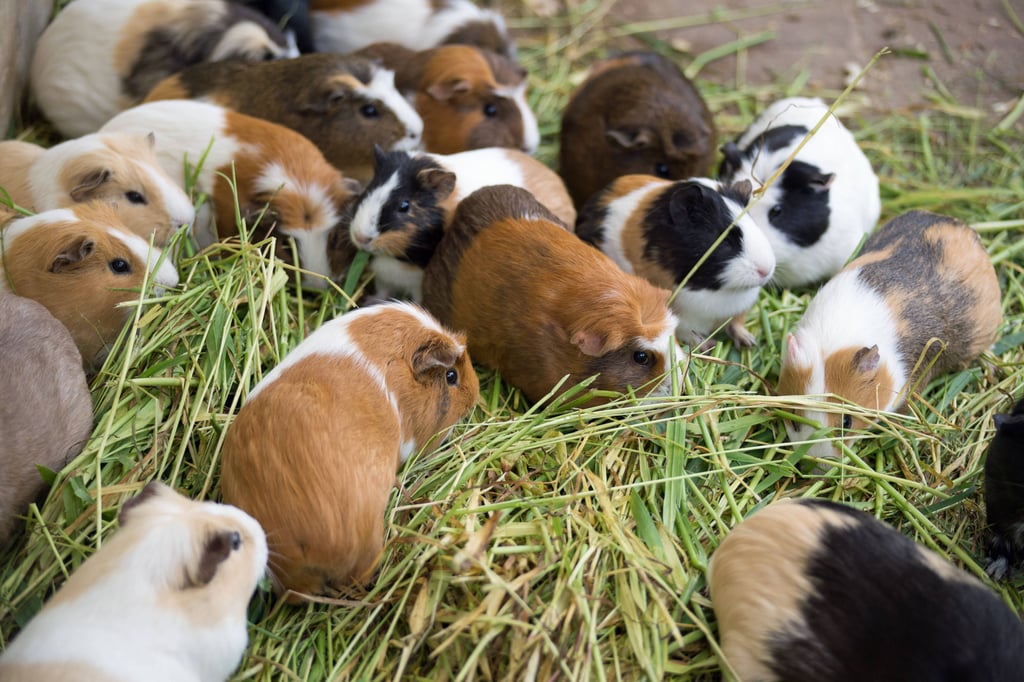 In Burg wird ein Meerschweinchen vermisst.