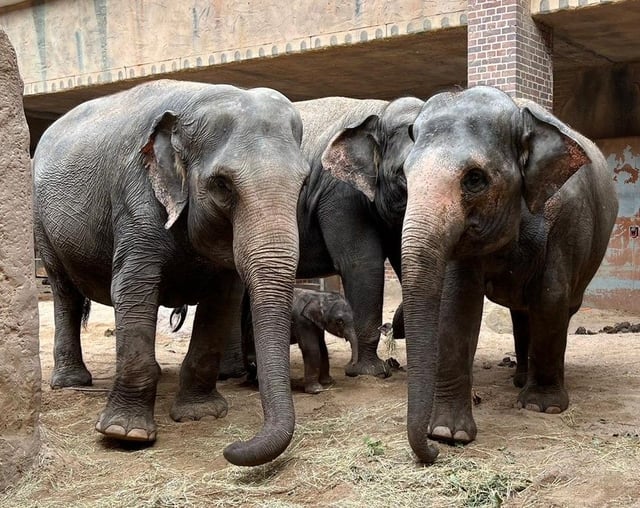 zoo leipzig elefantenbaby bein gebrochen