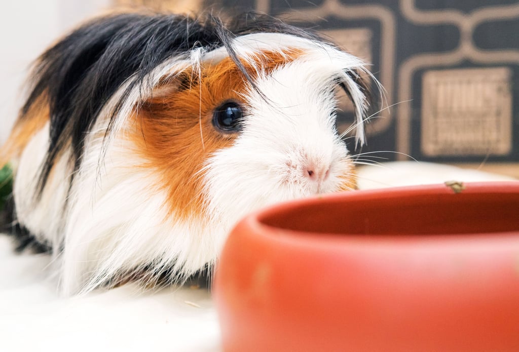 Anders als hier zu sehen wird in Burg ein braun-schwarzes Meerschweinchen vermisst. Um den Verbleib des Tieres ist ein Streit zwischen dem Besitzer und einem Bekannten entbrannt, der einen Polizeieinsatz auslöste.
