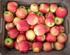 Eine Kiste mit frisch gepflückten Äpfeln steht auf einem Obsthof im Alten Land.