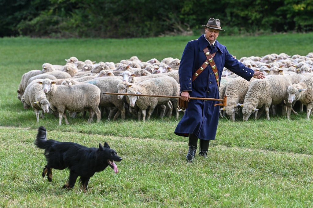 Schäfermeister Mario Wehlitz aus Brambach bei seiner Prüfung.