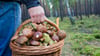 Aufgrund anhaltender Feuchtigkeit in Sachsen-Anhalt steigen in  den kommenden Tagen die Chancen für Pilzsammler.