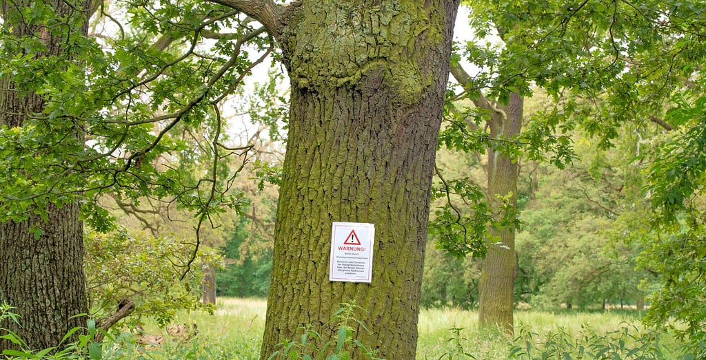 Der vordere Tiergarten war stark befallen. Einige Wege mussten gesperrt werden. 