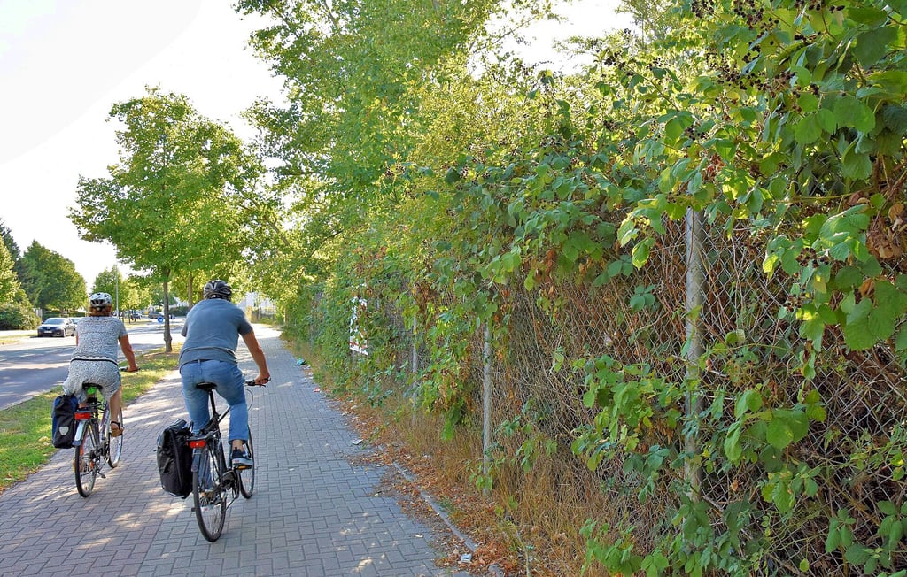 Hinter Gestrüpp befindet sich das Grundstück der ehemaligen Traglufthalle in Magdeburg-Cracau.