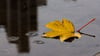 Ein herbstlich gefärbtes Blatt schwimmt bei regnerischem Wetter auf einer Pfütze.
