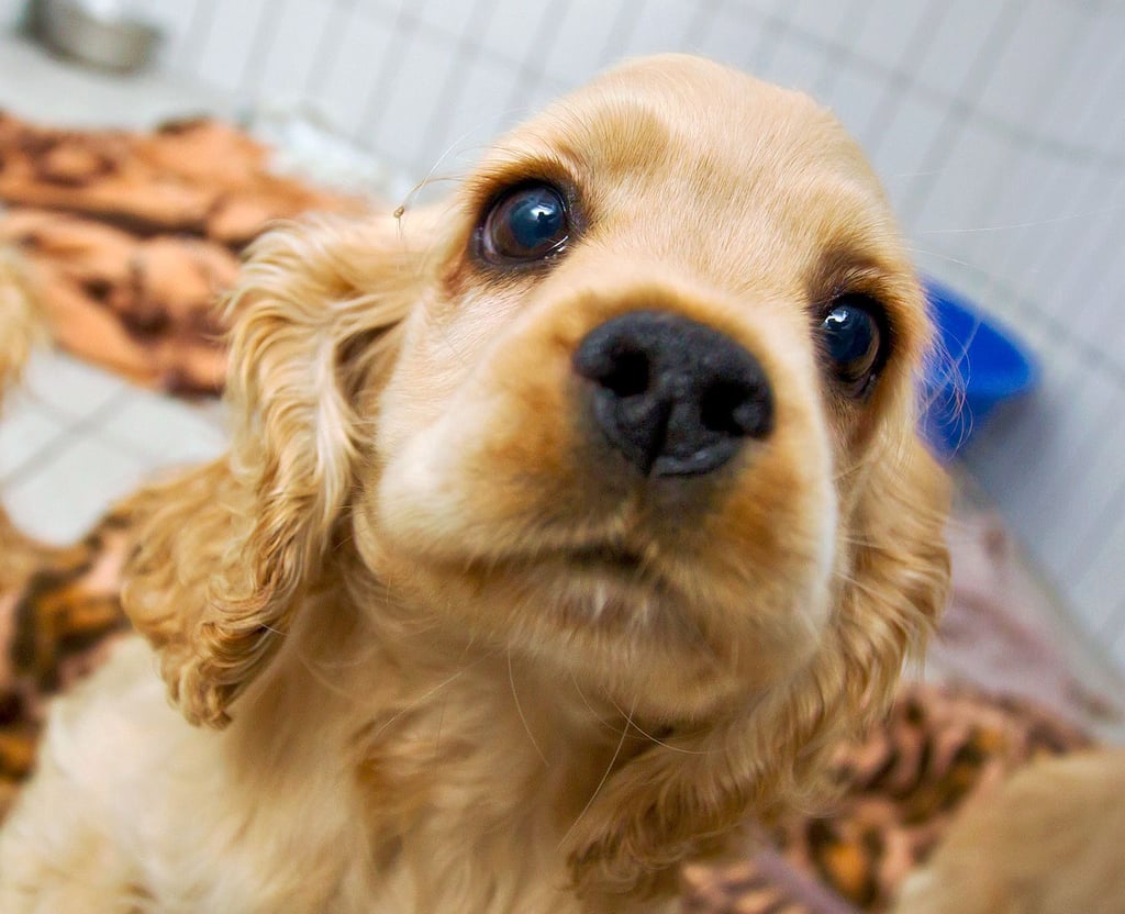 Geht es nach dem Bundesverband Tierschutz, sollten Haustiere wie Hundewelpen auf dem Havelberger Pferdemarkt verboten werden.