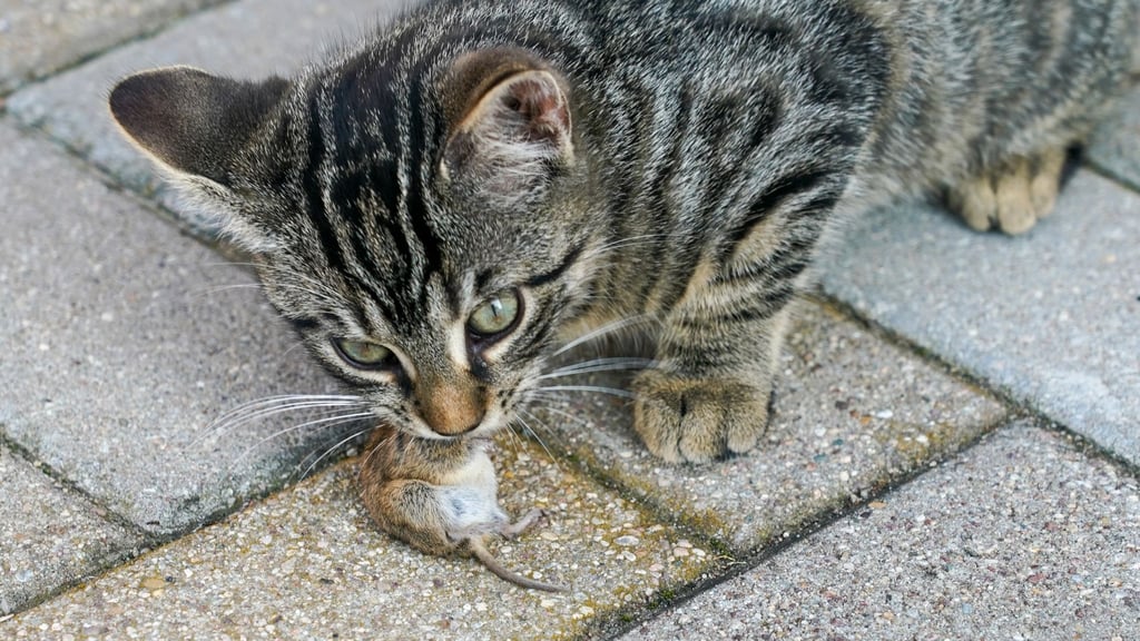Eine junge Katze frisst eine Maus.