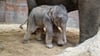 In der Nacht zu Sonntag kam das kleine Elefantenbaby im Zoo Leipzig zur Welt.&nbsp;