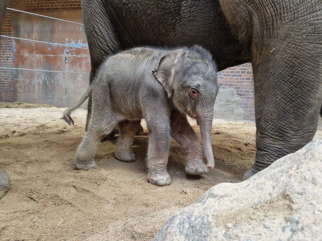 In der Nacht zu Sonntag kam das kleine Elefantenbaby im Zoo Leipzig zur Welt.