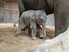 In der Nacht zu Sonntag kam das kleine Elefantenbaby im Zoo Leipzig zur Welt. 