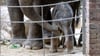 Ein Elefantenbaby erkundert an der Seite seiner Mutter, Elefantenkuh Pantha, die Anlage im Zoo.